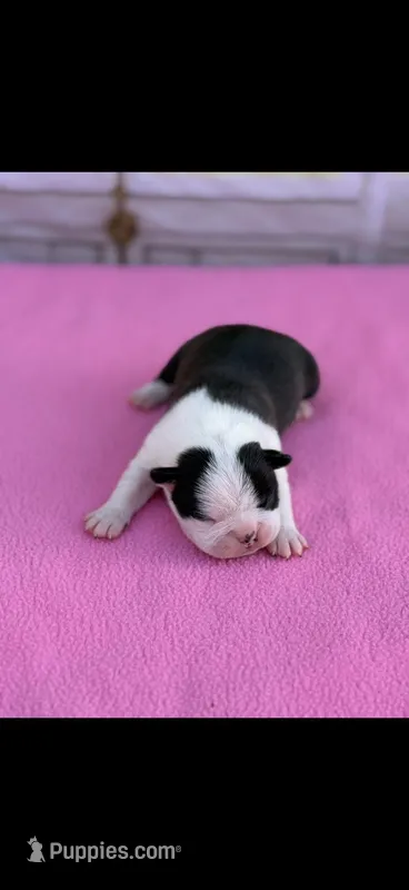 Amy-AKC – Boston Terrier puppy for sale in Konawa, OK