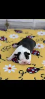 Amy-AKC, a female Boston Terrier for sale in Konawa, OK – Photo 2 of 6