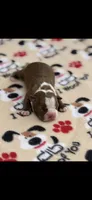 Rocky-AKC, a male Boston Terrier for sale in Konawa, OK – 6 of 8