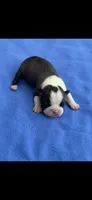 Jace-AKC, a male Boston Terrier for sale in Konawa, OK – 3 of 8