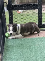 Wade-AKC, a male Boston Terrier for sale in Konawa, OK – 4 of 8