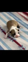 Bandit-AKC, a male Boston Terrier for sale in Konawa, OK – 5 of 6