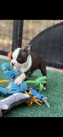 Tyson-AKC, a male Boston Terrier for sale in Konawa, OK – 6 of 10
