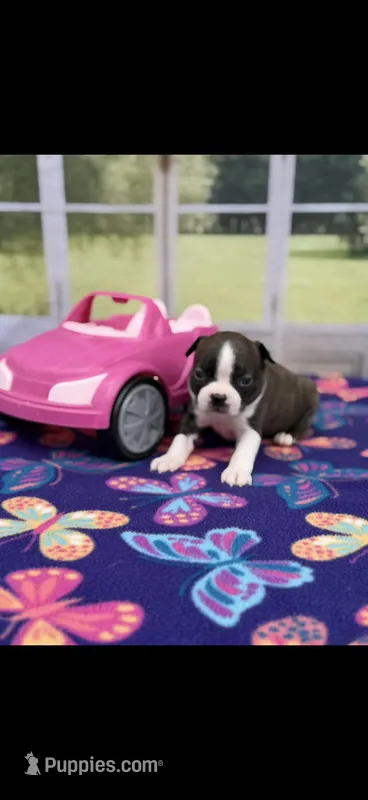 Dixie-AKC – Boston Terrier puppy for sale in Konawa, OK