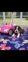 Dixie-AKC, a female Boston Terrier for sale in Konawa, OK – Photo 1 of 6