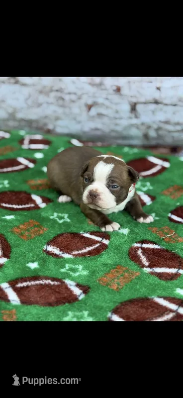 Rocky-AKC – Boston Terrier puppy on hold in Konawa, OK