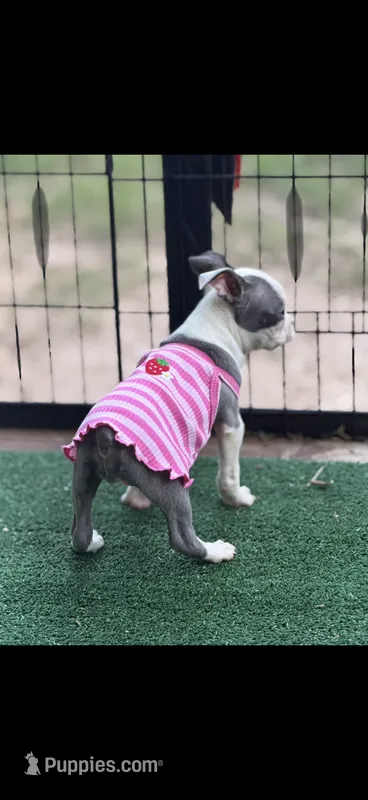 Emma-AKC – Boston Terrier puppy for sale in Konawa, OK