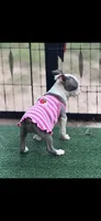 Emma-AKC, a female Boston Terrier for sale in Konawa, OK – 2 of 10