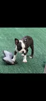 Tyson-AKC, a male Boston Terrier for sale in Konawa, OK – 5 of 10