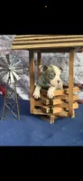 Dawson-AKC, a male Boston Terrier for sale in Konawa, OK – 7 of 10