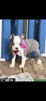 Chrissy-AKC, a female Boston Terrier for sale in Konawa, OK – 3 of 10