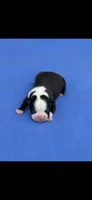 Wyatt-AKC, a male Boston Terrier for sale in Konawa, OK – 2 of 7