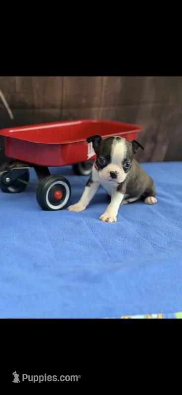Winston-AKC – Boston Terrier puppy for sale in Konawa, OK