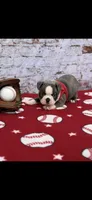 Blue-AKC, a male Boston Terrier for sale in Konawa, OK – 10 of 10