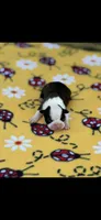Marley-AKC, a female Boston Terrier for sale in Konawa, OK – 2 of 5