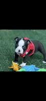 Wyatt-AKC, a male Boston Terrier for sale in Konawa, OK – 9 of 10