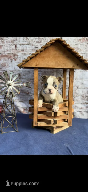 Nash-AKC – Boston Terrier puppy for sale in Konawa, OK