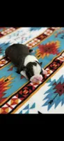 Jace-AKC, a male Boston Terrier for sale in Konawa, OK – 7 of 8