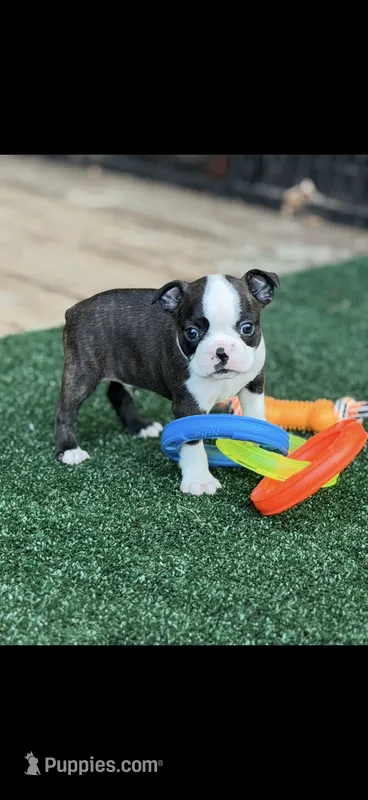 Tyson-AKC – Boston Terrier puppy for sale in Konawa, OK