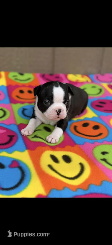 Abby-AKC – Boston Terrier puppy for sale in Konawa, OK