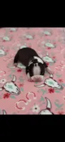Abby-AKC, a female Boston Terrier for sale in Konawa, OK – Photo 3 of 6