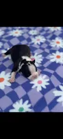 Abby-AKC, a female Boston Terrier for sale in Konawa, OK – Photo 6 of 6