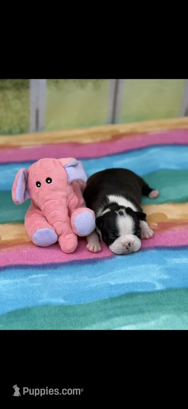 Abby-AKC – Boston Terrier puppy for sale in Konawa, OK