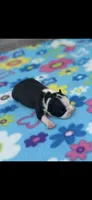 Abby-AKC, a female Boston Terrier for sale in Konawa, OK – Photo 4 of 6