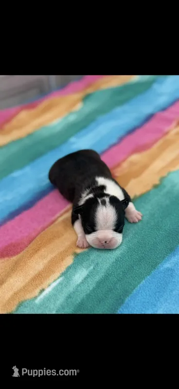 Abby-AKC – Boston Terrier puppy for sale in Konawa, OK