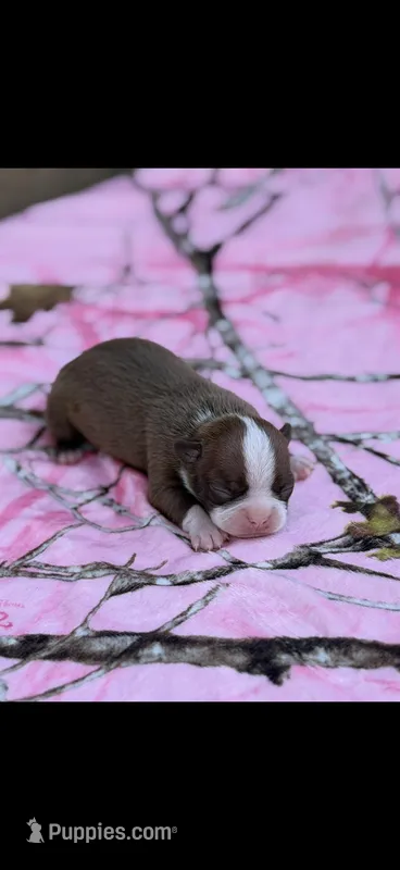 Oakley-AKC – Boston Terrier puppy for sale in Konawa, OK