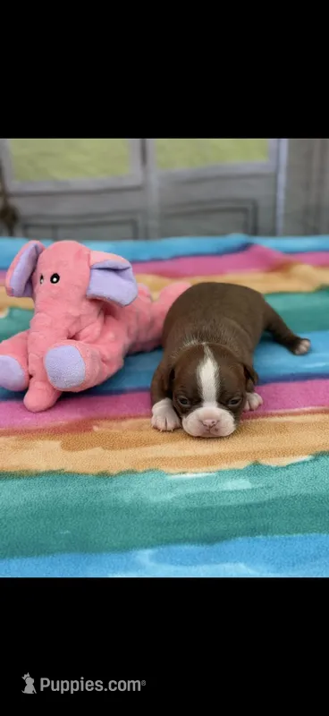 Oakley-AKC – Boston Terrier puppy for sale in Konawa, OK