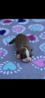 Oakley-AKC, a female Boston Terrier for sale in Konawa, OK – Photo 4 of 6