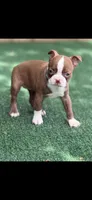 Oakley-AKC, a female Boston Terrier for sale in Konawa, OK – 7 of 10