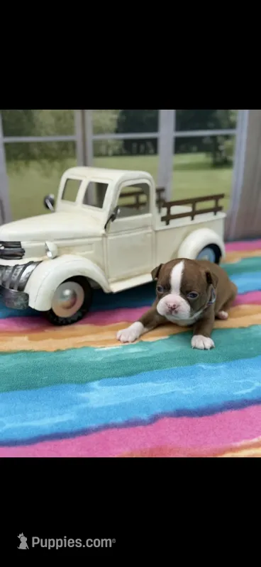 Oakley-AKC – Boston Terrier puppy for sale in Konawa, OK
