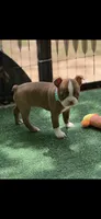 Oakley-AKC, a female Boston Terrier for sale in Konawa, OK – 10 of 10
