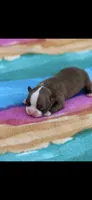 Oakley-AKC, a female Boston Terrier for sale in Konawa, OK – Photo 3 of 6