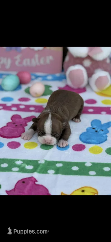 Oakley-AKC – Boston Terrier puppy for sale in Konawa, OK