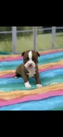 Oakley-AKC, a female Boston Terrier for sale in Konawa, OK – 9 of 10