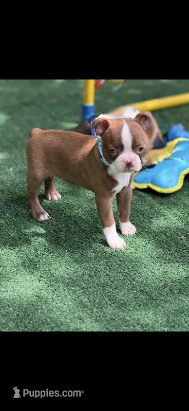 Oakley-AKC – Boston Terrier puppy for sale in Konawa, OK