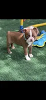 Oakley-AKC, a female Boston Terrier for sale in Konawa, OK – 3 of 10