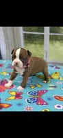 Oakley-AKC, a female Boston Terrier for sale in Konawa, OK – 8 of 10