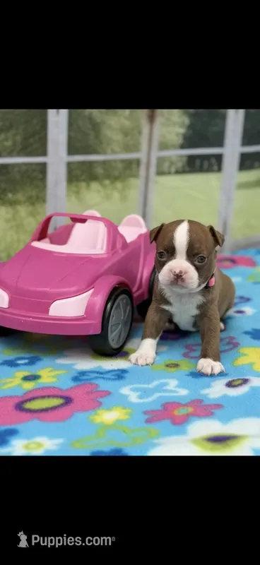 Oakley-AKC – Boston Terrier puppy for sale in Konawa, OK