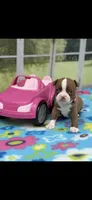 Oakley-AKC, a female Boston Terrier for sale in Konawa, OK – 6 of 10