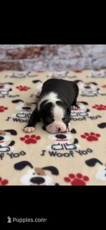 Wyatt-AKC – Boston Terrier puppy for sale in Konawa, OK