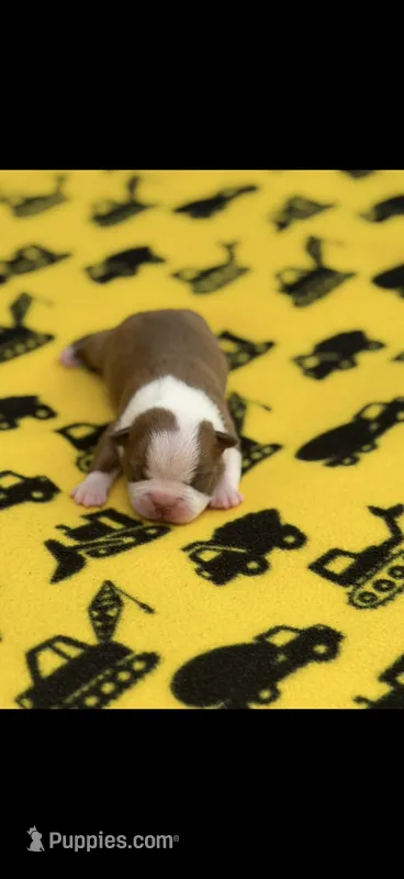 Tucker-AKC – Boston Terrier puppy for sale in Konawa, OK