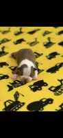 Tucker-AKC, a male Boston Terrier for sale in Konawa, OK – 1 of 6