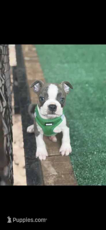 Denver-AKC – Boston Terrier puppy for sale in Konawa, OK