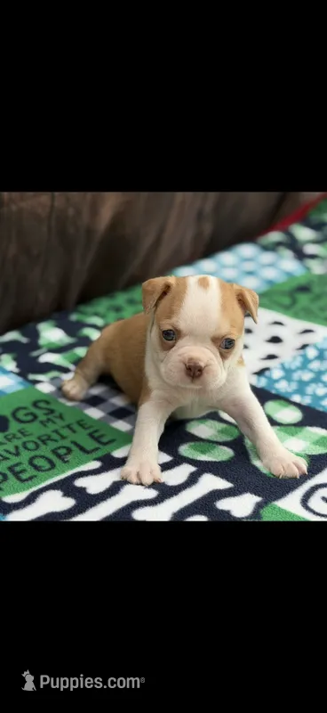 Oliver-AKC – Boston Terrier puppy for sale in Konawa, OK
