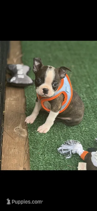 Winston-AKC – Boston Terrier puppy for sale in Konawa, OK