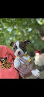 Oakley-AKC, a female Boston Terrier for sale in Konawa, OK – 2 of 10
